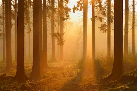 encantado - Spruce Forest in Early Mmorning Mist at Sunrise, Odenwald, Hesse, Germany Foto de stock - Sin royalties Premium, Código: 600-07357256