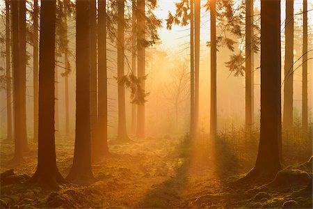 Spruce Forest in Early Mmorning Mist at Sunrise, Odenwald, Hesse, Germany Photographie de stock - Premium Libres de Droits, Code: 600-07357256