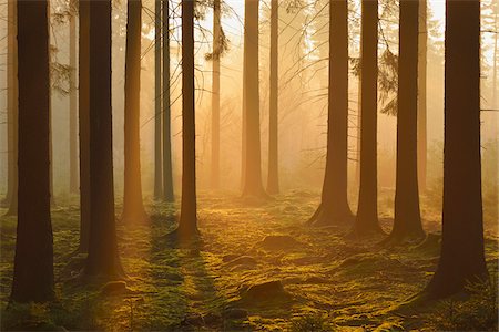 suelo forestal - Spruce Forest in Early Morning Mist at Sunrise, Odenwald, Hesse, Germany Foto de stock - Sin royalties Premium, Código: 600-07357258