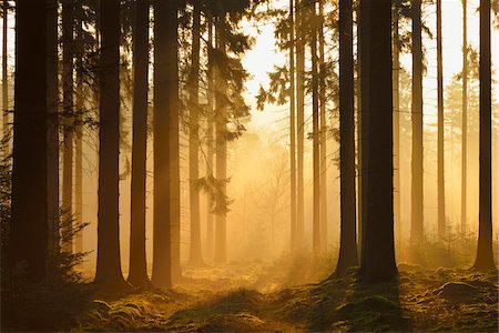 simsearch:600-07199713,k - Spruce Forest in Early Morning Mist at Sunrise, Odenwald, Hesse, Germany Stock Photo - Premium Royalty-Free, Code: 600-07357259