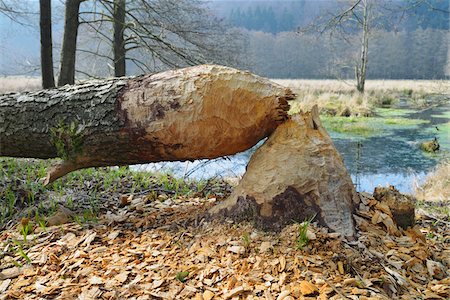 Tree Trunk Gnawed by European Beaver (Castor fiber), Spessart, Hesse, Germany Foto de stock - Sin royalties Premium, Código: 600-07357250