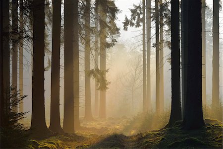 Spruce Forest in Early Morning Mist at Sunrise, Odenwald, Hesse, Germany Foto de stock - Sin royalties Premium, Código: 600-07357264