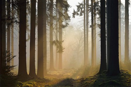 evergreens in forest - Spruce Forest in Early Morning Mist at Sunrise, Odenwald, Hesse, Germany Stock Photo - Premium Royalty-Free, Code: 600-07357264