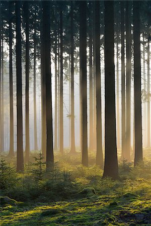 simsearch:600-06038336,k - Spruce Forest in Early Morning Mist at Sunrise, Odenwald, Hesse, Germany Stock Photo - Premium Royalty-Free, Code: 600-07357267