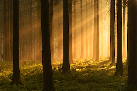 rayo de luz - Spruce Forest in Early Morning Mist at Sunrise, Odenwald, Hesse, Germany Foto de stock - Sin royalties Premium, Código: 600-07357262