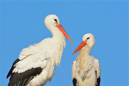 simsearch:600-09035345,k - Portrait of White Storks (Ciconia ciconia), Hesse, Germany Stock Photo - Premium Royalty-Free, Code: 600-07357275