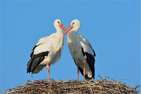 White Storks (Ciconia ciconia) on Nest, Hesse, Germany Stock Photo - Premium Royalty-Free, Code: 600-07357276