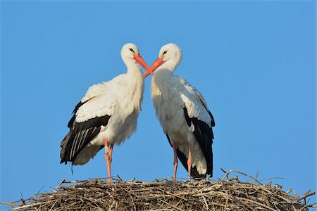 White Storks (Ciconia ciconia) on Nest, Hesse, Germany Foto de stock - Royalty Free Premium, Número: 600-07357276