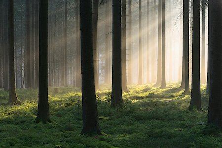 rayo de luz - Spruce Forest in Early Morning Mist at Sunrise, Odenwald, Hesse, Germany Foto de stock - Sin royalties Premium, Código: 600-07357271