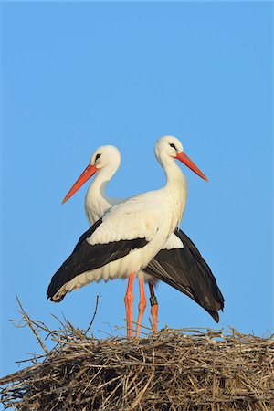 White Storks (Ciconia ciconia) on Nest, Hesse, Germany Stock Photo - Premium Royalty-Free, Code: 600-07363865