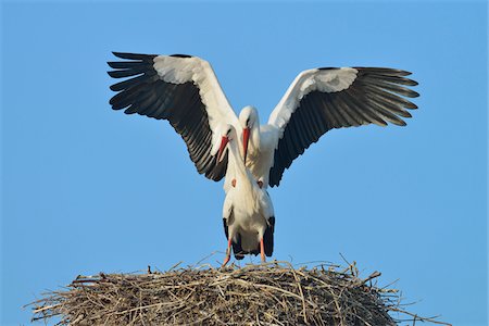 simsearch:600-07844621,k - White Storks (Ciconia ciconia) Mating on Nest, Hesse, Germany Foto de stock - Sin royalties Premium, Código: 600-07363869