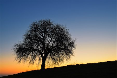 fruit tree silhouette - Fruit Tree before Sunrise, Odenwald, Hesse, Germany Stock Photo - Premium Royalty-Free, Code: 600-07363874