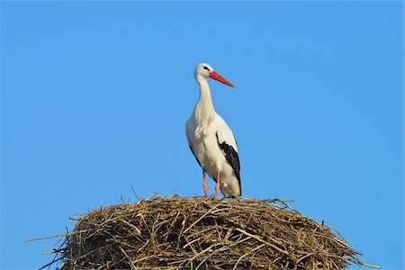 simsearch:600-02590848,k - White Stork (Ciconia ciconia) on Nest, Hesse, Germany Stock Photo - Premium Royalty-Free, Code: 600-07363875