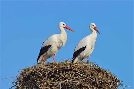 White Storks (Ciconia ciconia) on Nest, Hesse, Germany Photographie de stock - Premium Libres de Droits, Code: 600-07363878
