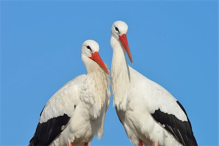 simsearch:600-07363869,k - White Storks (Ciconia ciconia), Hesse, Germany Photographie de stock - Premium Libres de Droits, Code: 600-07363879