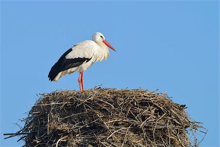 simsearch:700-00170331,k - White Stork (Ciconia ciconia) on Nest, Hesse, Germany Stockbilder - Premium RF Lizenzfrei, Bildnummer: 600-07363871