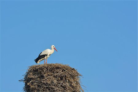 simsearch:600-07844624,k - White Stork (Ciconia ciconia) on Nest, Hesse, Germany Stock Photo - Premium Royalty-Free, Code: 600-07363872