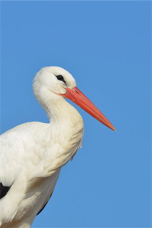 simsearch:700-02670326,k - Portrait of White Stork (Ciconia ciconia), Hesse, Germany Photographie de stock - Premium Libres de Droits, Code: 600-07363873