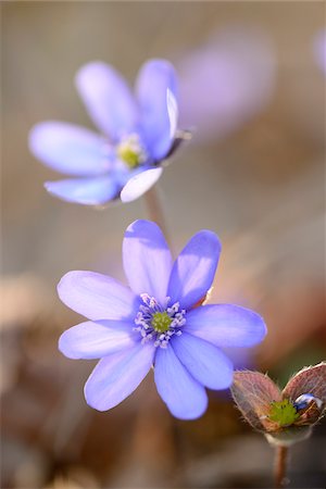 Close-up of Common Hepatica (Anemone hepatica) Blossoms in Forest on Sunny Evening in Spring, Upper Palatinate, Bavaria, Germany Fotografie stock - Premium Royalty-Free, Codice: 600-07434976