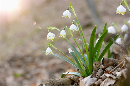 simsearch:600-06486671,k - Close-up of Spring Snowflake (Leucojum vernum) Blossoms in Forest in Spring, Upper Palatinate, Bavaria, Germany Stock Photo - Premium Royalty-Free, Code: 600-07434984