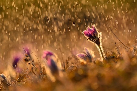 rainy day - Pulsatilla (Pulsatilla vulgaris) Blooms in Grassland on Rainy Evening in Early Spring, Upper Palatinate, Bavaria, Germany Foto de stock - Sin royalties Premium, Código: 600-07435031