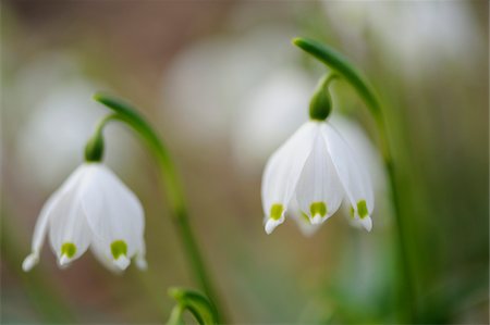 Close-up of Spring Snowflake (Leucojum Vernum) Blossoms in Forest in Spring, Upper Palatinate, Bavaria, Germany Stock Photo - Premium Royalty-Free, Code: 600-07431158
