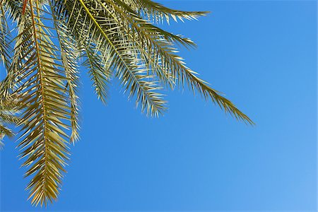 palma da dattero - Close-up of Date Palm Branch against Blue Sky, Siwa Oasis, Matruh, Libyan Desert, Sahara Desert, Egypt, North Africa, Africa Fotografie stock - Premium Royalty-Free, Codice: 600-07431204