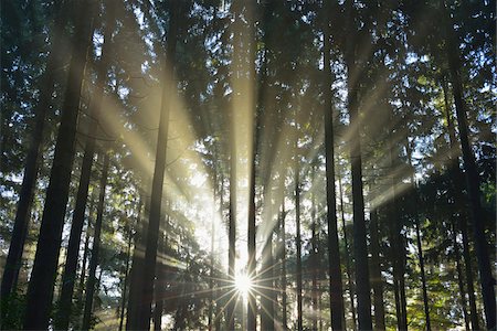 dramatic lighting - Sun shining through Forest, Schleswig-Holstein, Germany Stock Photo - Premium Royalty-Free, Code: 600-07431235