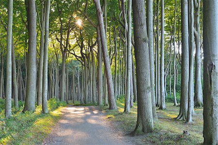 Coastal Beech Forest with Path, Nienhagen, Bad Doberan, Baltic Sea, Western Pomerania, Germany Foto de stock - Sin royalties Premium, Código: 600-07431237