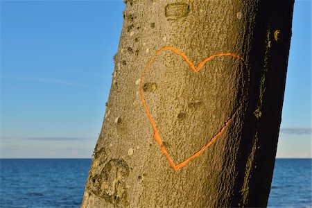 Heart on Beech Tree, Nienhagen, Bad Doberan, Baltic Sea, Western Pomerania, Germany Photographie de stock - Premium Libres de Droits, Code: 600-07431239