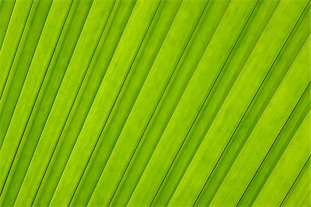 patterns nature - Close-up of Leaf from Coco de Mer Palm Tree, Vallee de Mai Nature Preserve, Praslin, Seychelles Foto de stock - Sin royalties Premium, Código: 600-07453828