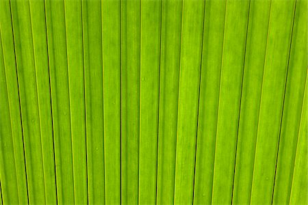 palm leaf - Close-up of Leaf from Coco de Mer Palm Tree, Vallee de Mai Nature Preserve, Praslin, Seychelles Foto de stock - Sin royalties Premium, Código: 600-07453829