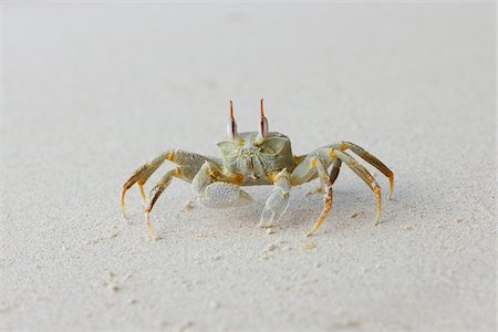 Horn-eyed Ghost Crab (Ocypode ceratophthalma) on Beach, Mahe, Seychelles Stock Photo - Premium Royalty-Free, Code: 600-07453865