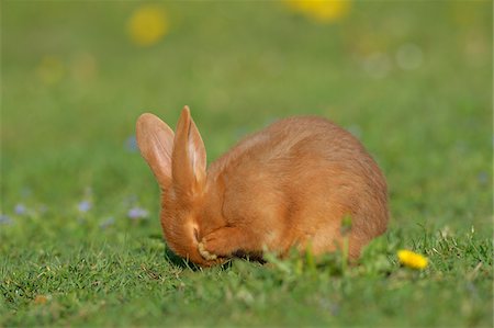 rabbit (animal) - Portrait of Baby Rabbit Cleaning it's Face in Spring Meadow, Bavaria, Germany Stock Photo - Premium Royalty-Free, Code: 600-07453885