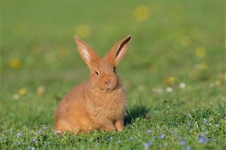 simsearch:700-08102941,k - Portrait of Baby Rabbit in Spring Meadow, Bavaria, Germany Stock Photo - Premium Royalty-Free, Code: 600-07453887