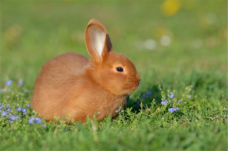 Portrait of Baby Rabbit in Spring Meadow, Bavaria, Germany Foto de stock - Sin royalties Premium, Código: 600-07453881
