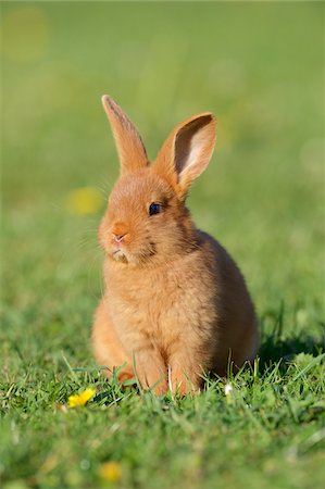 simsearch:700-08102940,k - Portrait of Baby Rabbit in Spring Meadow, Bavaria, Germany Stock Photo - Premium Royalty-Free, Code: 600-07453883