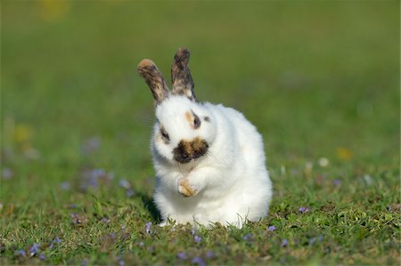 Portrait of Baby Rabbit Cleaning it's Face in Spring Meadow, Bavaria, Germany Stock Photo - Premium Royalty-Free, Code: 600-07453894