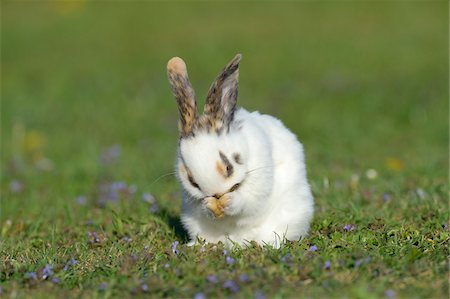 seriös - Portrait of Baby Rabbit Cleaning it's Face in Spring Meadow, Bavaria, Germany Stock Photo - Premium Royalty-Free, Code: 600-07453895