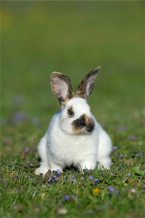 easter spring meadow - Portrait of Baby Rabbit in Spring Meadow, Bavaria, Germany Stock Photo - Premium Royalty-Free, Code: 600-07453899