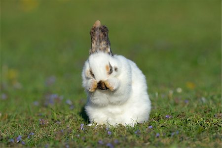 Portrait of Baby Rabbit Cleaning it's Face in Spring Meadow, Bavaria, Germany Foto de stock - Sin royalties Premium, Código: 600-07453893