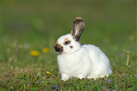 pradera - Portrait of Baby Rabbit in Spring Meadow, Bavaria, Germany Foto de stock - Sin royalties Premium, Código: 600-07453904