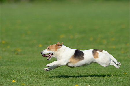 simsearch:600-07529206,k - Jack Russell Terrier Running in Meadow, Bavaria, Germany Stock Photo - Premium Royalty-Free, Code: 600-07453905