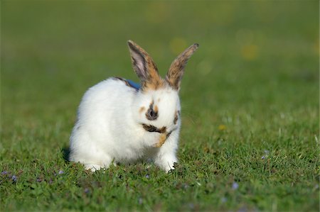 simsearch:700-06758324,k - Portrait of Baby Rabbit Cleaning it's Face in Spring Meadow, Bavaria, Germany Photographie de stock - Premium Libres de Droits, Code: 600-07453902