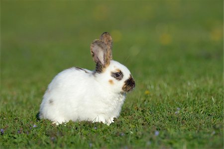 simsearch:700-06758324,k - Portrait of Baby Rabbit in Spring Meadow, Bavaria, Germany Photographie de stock - Premium Libres de Droits, Code: 600-07453903