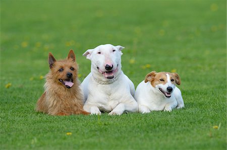 Portrait of Australian Terrier, English Bull Terrier and Jack Russell Terrier together in Meadow, Bavaria, Germany Stock Photo - Premium Royalty-Free, Code: 600-07453915