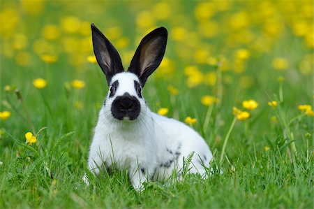 domestic rabbit - Portrait of Baby Rabbit in Spring Meadow with Flowers, Bavaria, Germany Stock Photo - Premium Royalty-Free, Code: 600-07453919