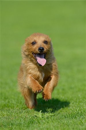 Australian Terrier Running in Meadow, Bavaria, Germany Foto de stock - Sin royalties Premium, Código: 600-07453913