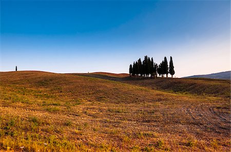 Scenic view of field and cypress trees on hill, Val d'Orcia, Province of Siena, Tuscany, Italy Stock Photo - Premium Royalty-Free, Code: 600-07487415