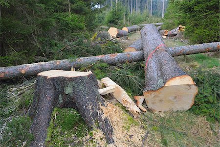 Felled spruces in forest, Spessart, Hesse, Germany, Europe Stock Photo - Premium Royalty-Free, Code: 600-07487435